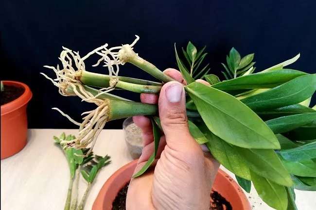 2 Cách trồng cây kim tiền từ lá và cành đơn giản, cây khỏe lá xanh tốt thu hút tài lộc - 6