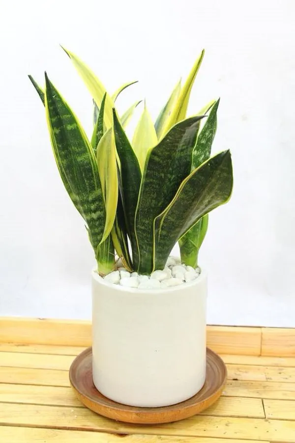 12 loáº¡i cÃ¢y cáº£nh mini lá»c khÃ´ng khÃ­ cá»±c Ä‘á»‰nh, Ã½ nghÄ©a hay - 4