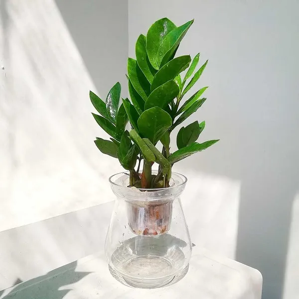 Cây Nha Đam thủy sinh