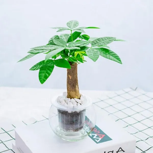 Cây Kim Ngân bím đuôi sam mang lại tài lộc và sự cân bằng trong phong thủy gia đình