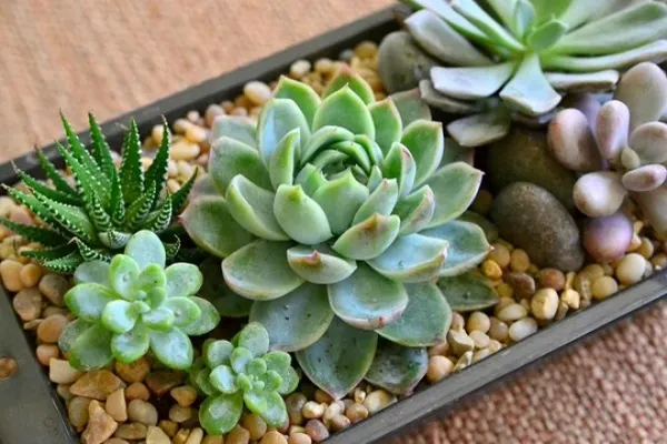 Cây hoa đá với những lớp lá xếp tầng tinh tế như đóa sen