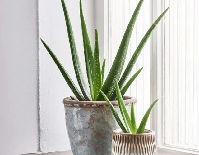 12 loáº¡i cÃ¢y cáº£nh mini lá»c khÃ´ng khÃ­ cá»±c Ä‘á»‰nh, Ã½ nghÄ©a hay - 3