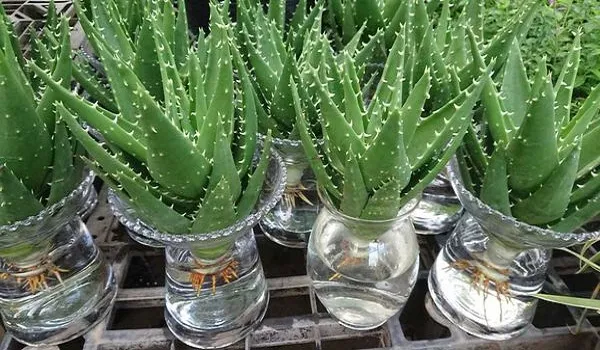 Cây Bạch Mã Hoàng Tử thủy sinh