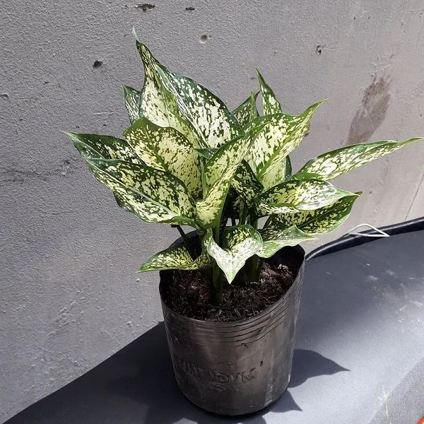 Cây Ngọc Ngân với màu lá loang trắng đặc trưng, tạo điểm nhấn sáng cho góc phòng tối