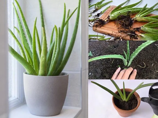 Trá»“ng nha Ä‘am trong cháº­u