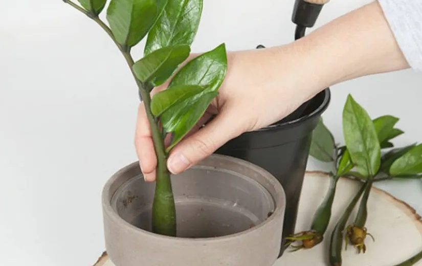 2 Cách trồng cây kim tiền từ lá và cành đơn giản, cây khỏe lá xanh tốt thu hút tài lộc - 7