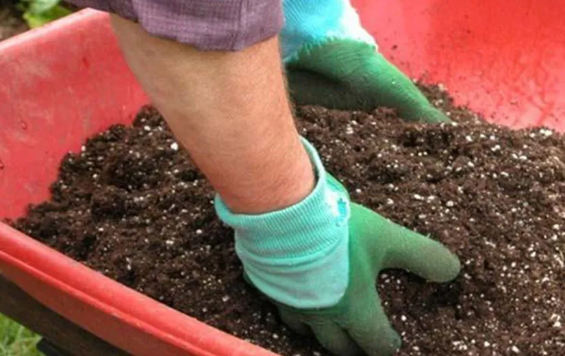 2 CÃ¡ch trá»"ng hoa mÆ°á»i giá» tá»« cÃ nh vÃ  háº¡t ráº¥t Ä'Æ¡n giáº£n, cÃ¢y lÃªn nhanh hoa ná»Ÿ rá»±c rá»¡ - 3