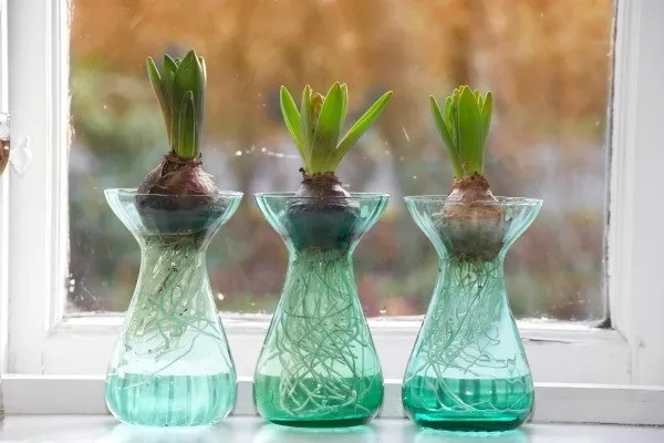 Cây Lưỡi Hổ thủy sinh