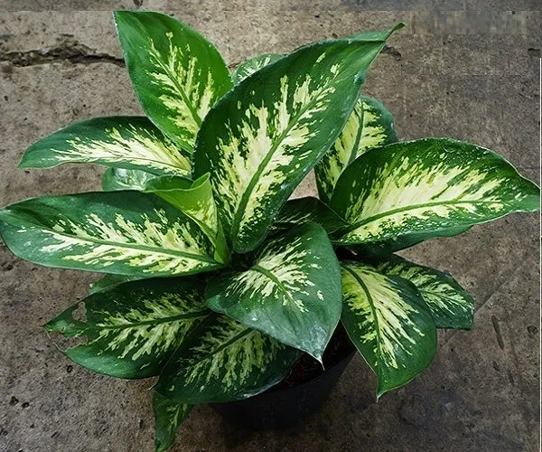 Cây Vạn Niên Thanh xanh tốt quanh năm, mang lại cảm giác bình yên cho gia chủ