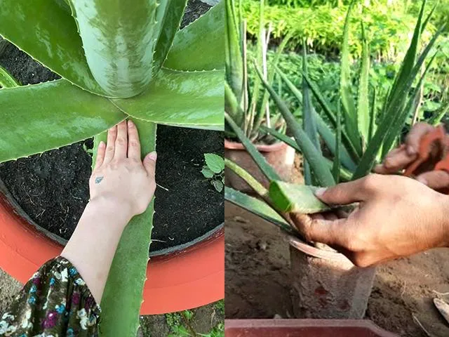 Nha Ä‘am Má»¹ vÃ  nha Ä‘am Viá»‡t Nam