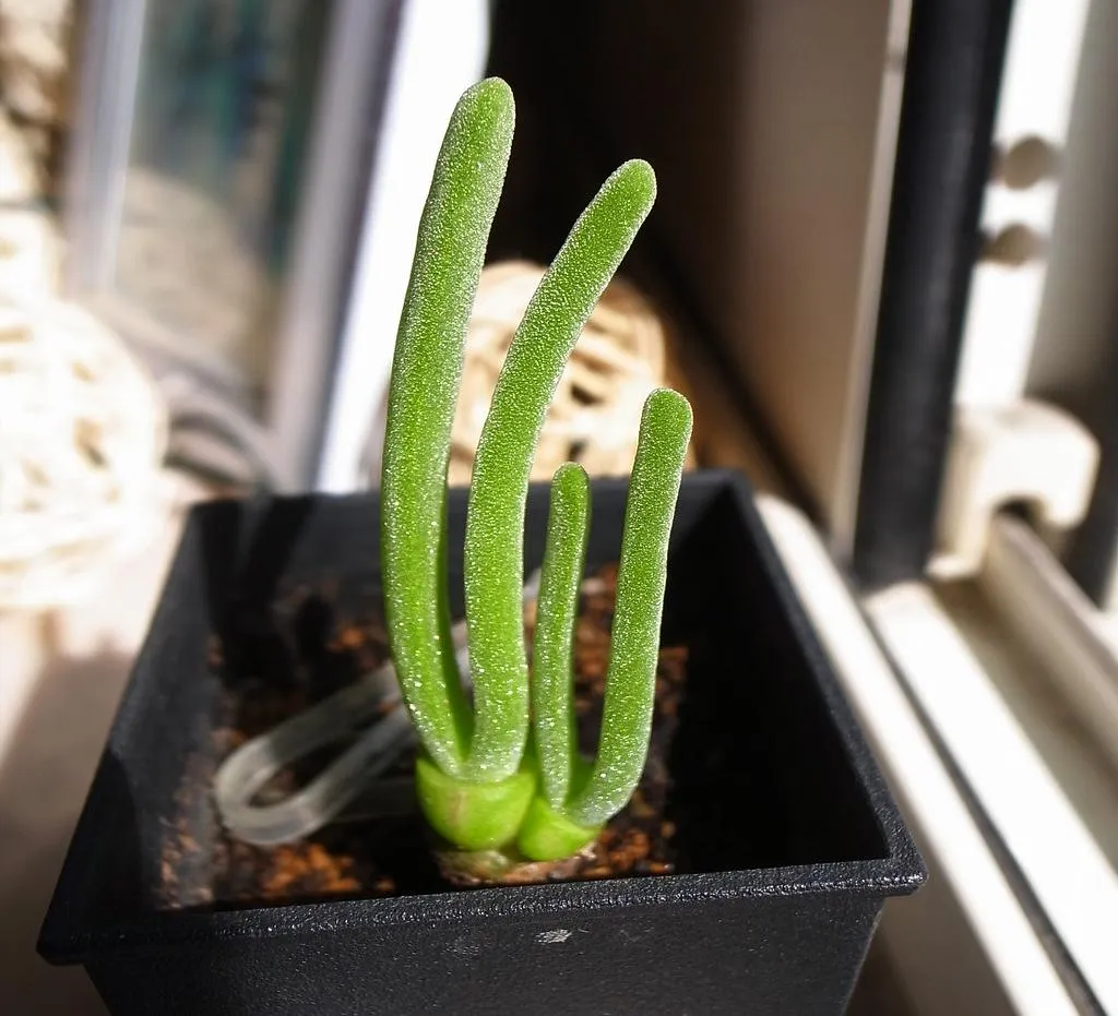 20 loại sen đá đẹp nhất được giới trẻ ưa chuộng - 9