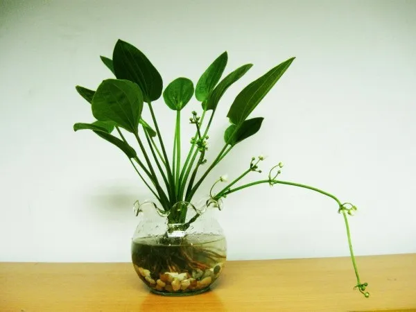 Cây Kim Ngân thủy sinh với thân xoắn