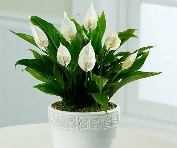 Cây Lan Ý với hoa trắng thanh khiết, một loại cây trồng trong nhà dễ sống giúp lọc khí độc tối ưu