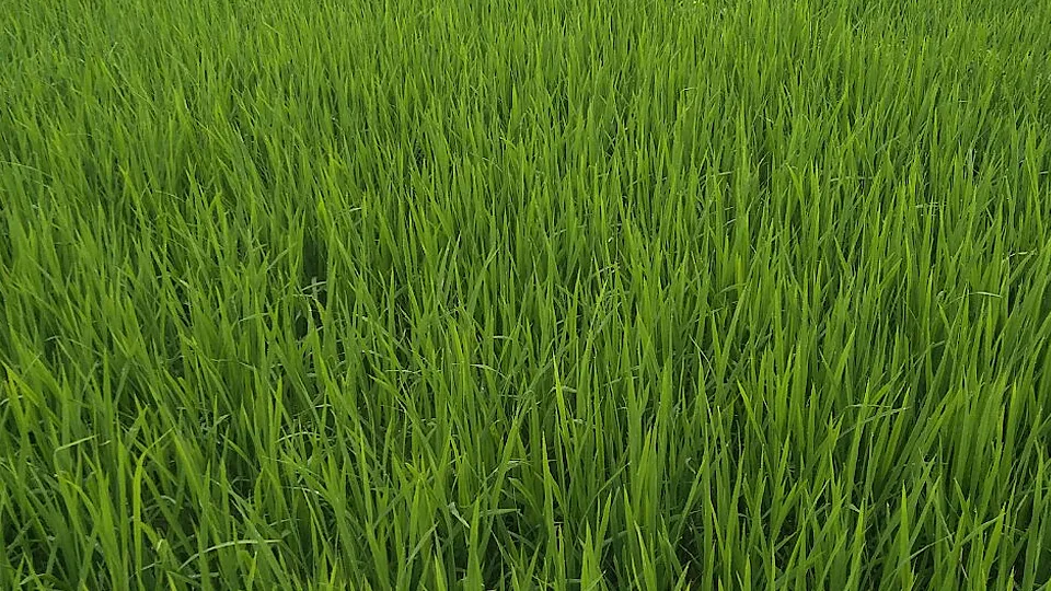 Ruộng lúa giai đoạn trổ bông