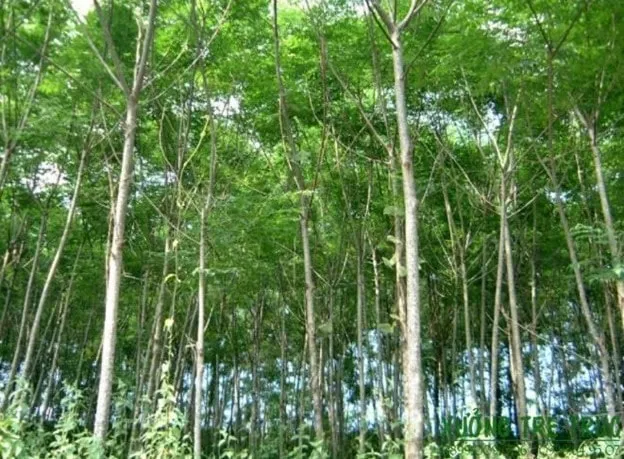 Cây xoan đào với lá xanh, hoa trắng thơm