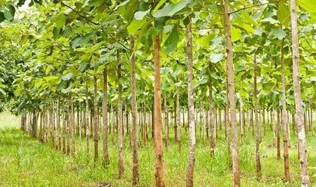 Cây thiên ngân (gáo vàng Thái Lan) với hoa vàng rực