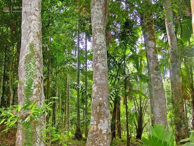 Gỗ hương với màu nâu đỏ, thơm nhẹ tự nhiên