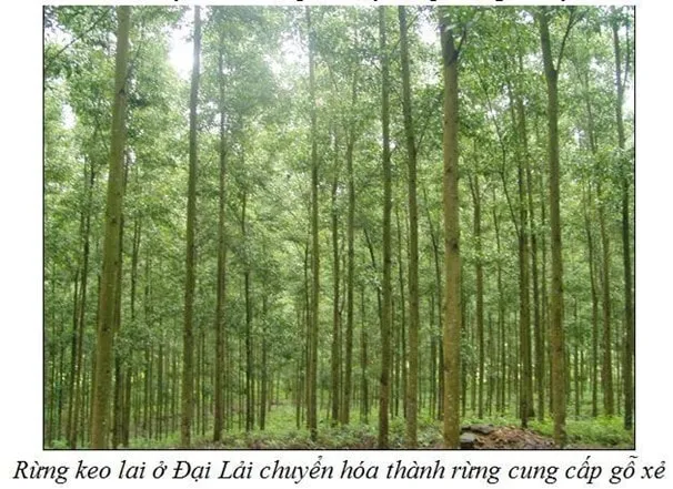 Cây keo lá tràm giâm hom với thân thẳng, không khuyết tật