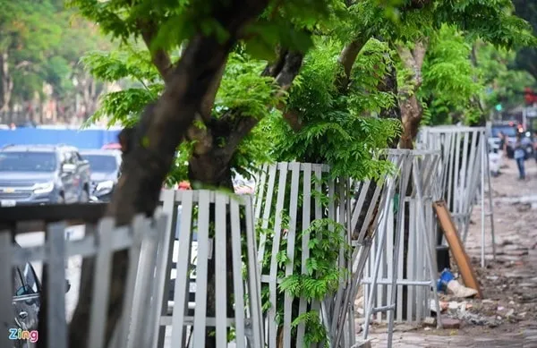 Gỗ sưa đỏ với vân gỗ đẹp, màu nâu hồng đặc trưng