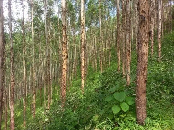 Cây bạch đàn cao sản với thân thẳng, lá xanh bạc