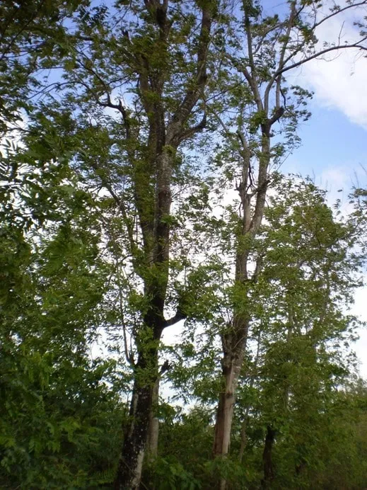 Gỗ muồng đen với màu nâu sáng, cứng và bền