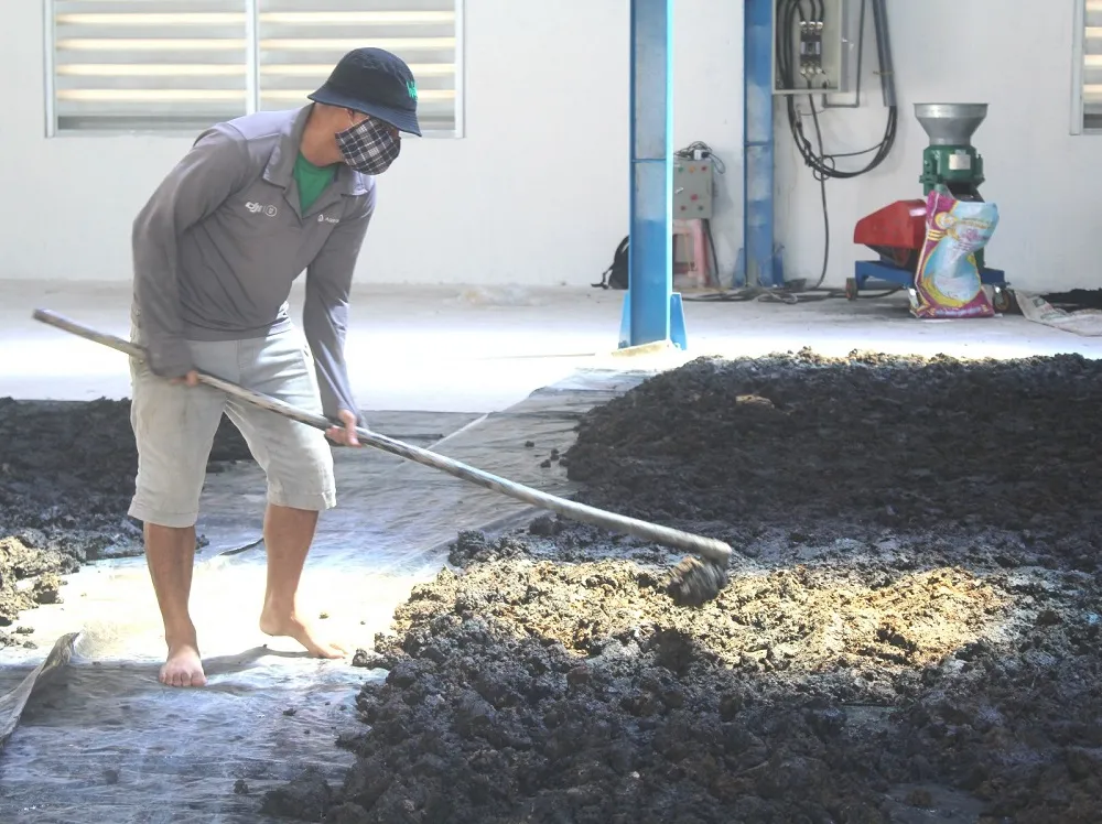 Lục bình sau khi ủ được hong khô để ép thành viên.