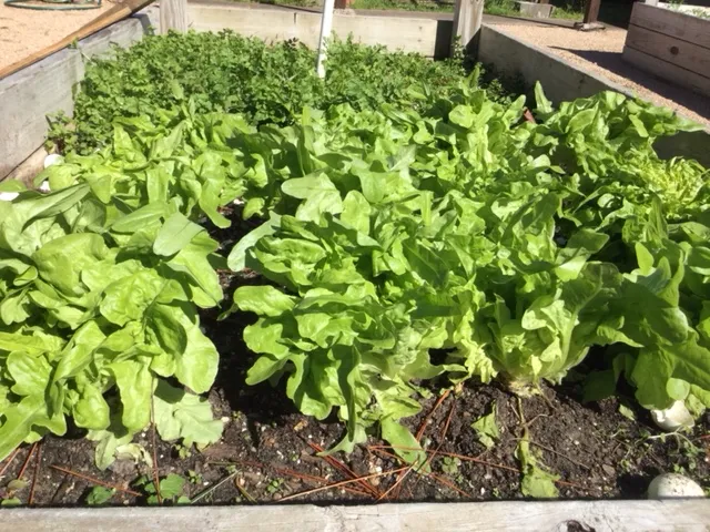 Cây xà lách con đang phát triển khỏe mạnh sau vài tuần gieo trồng