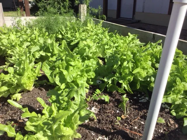 Rau xà lách xanh mướt được trồng trên ban công nhà phố