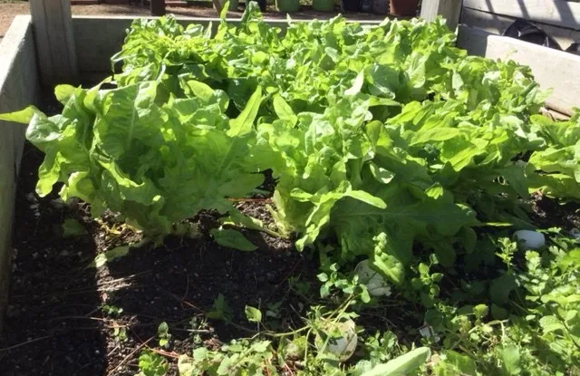 Các bước chuẩn bị đất và gieo hạt xà lách vào chậu nhựa