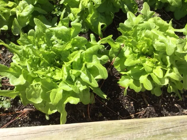 Thành quả thu hoạch xà lách sạch trồng trong thùng xốp