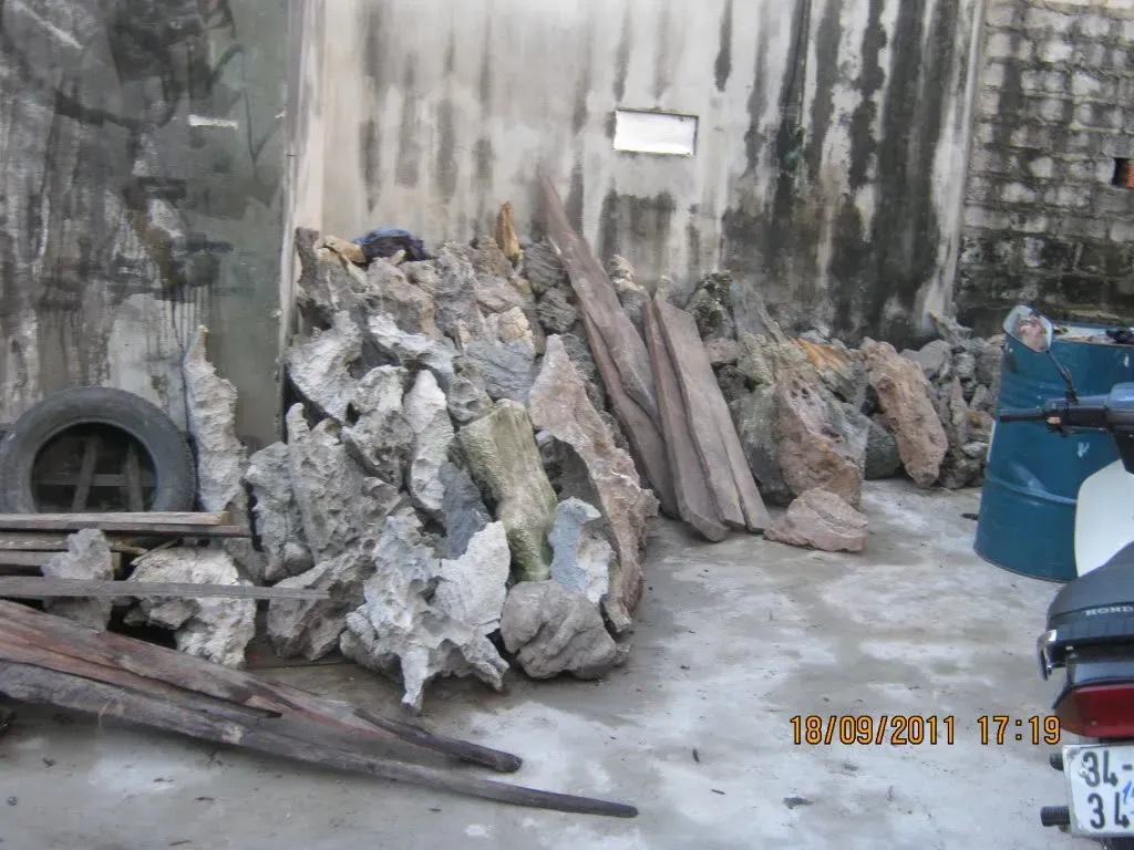 Ví dụ cây đã ghép thành công trên đá da voi