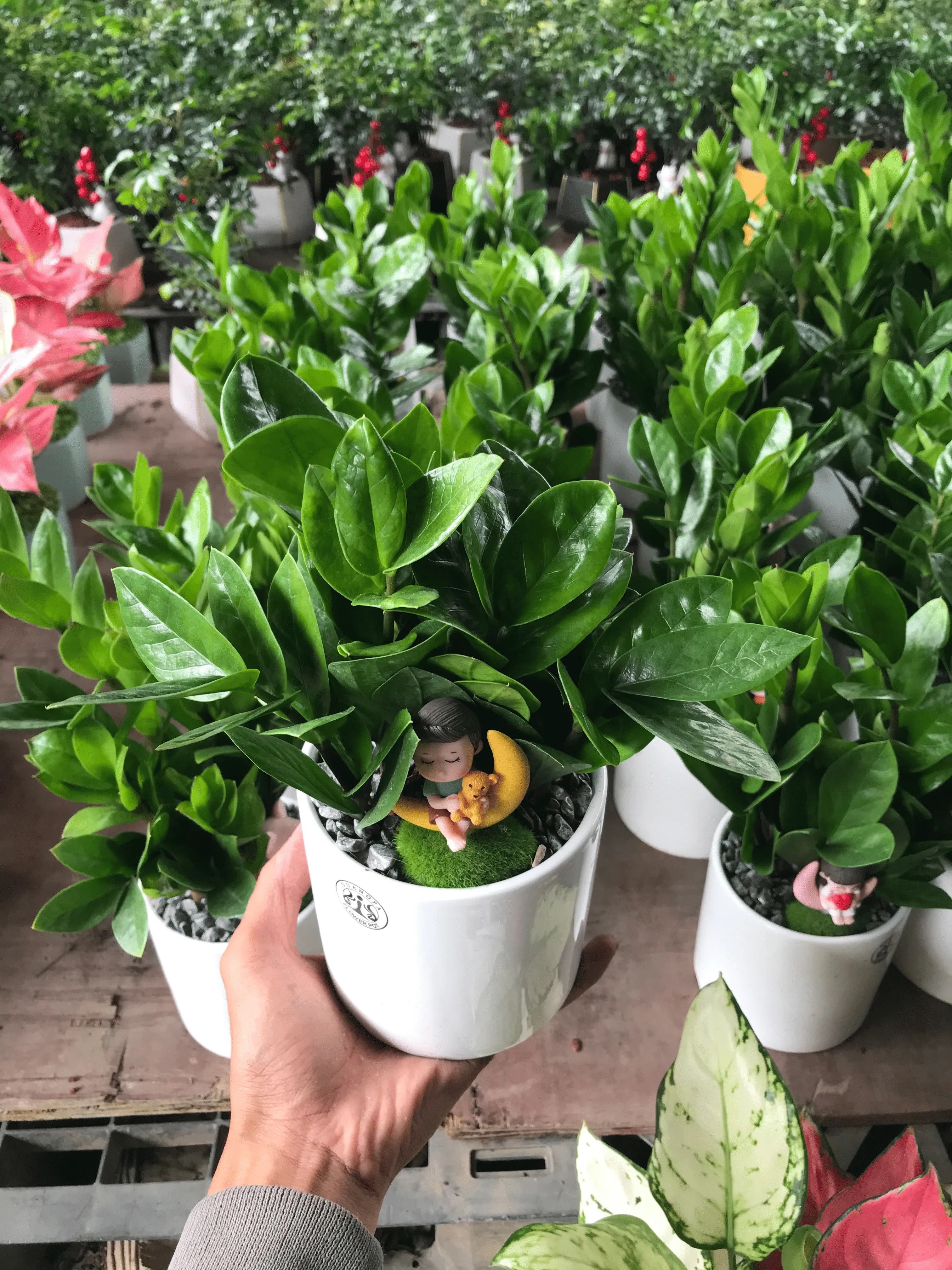 Trang trí chậu cây kim tiền để bàn trong phòng khách hiện đại