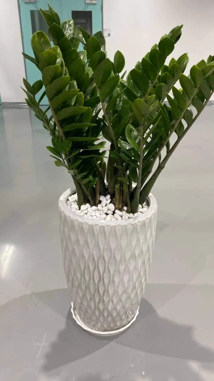 Chậu cây kim tiền phát tài nở hoa mang lại may mắn