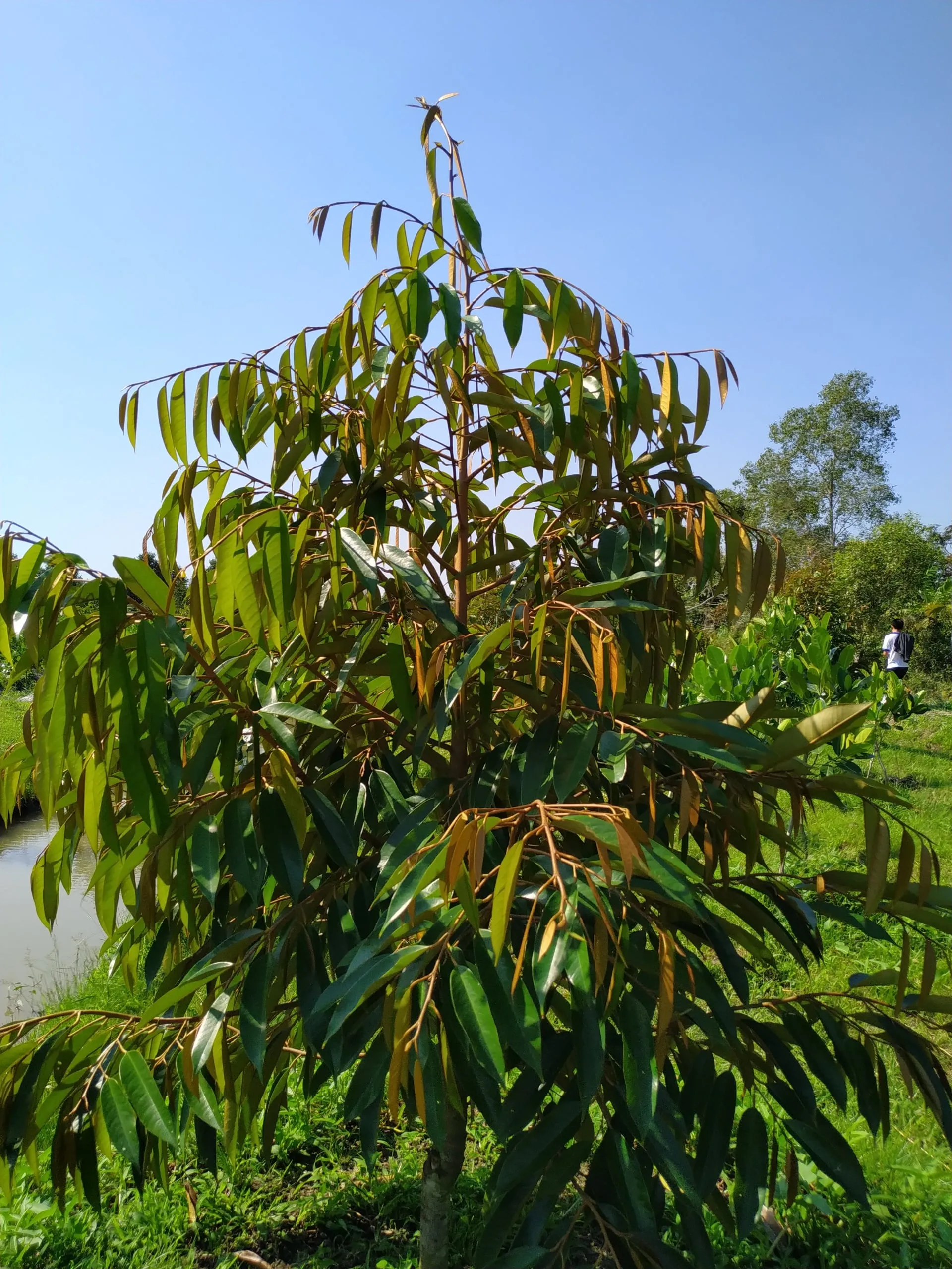 Cây phát triển tốt khi chăm sóc đúng kỹ thuật