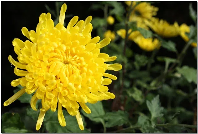 Chậu hoa cúc vàng rực rỡ mang lại năng lượng tích cực