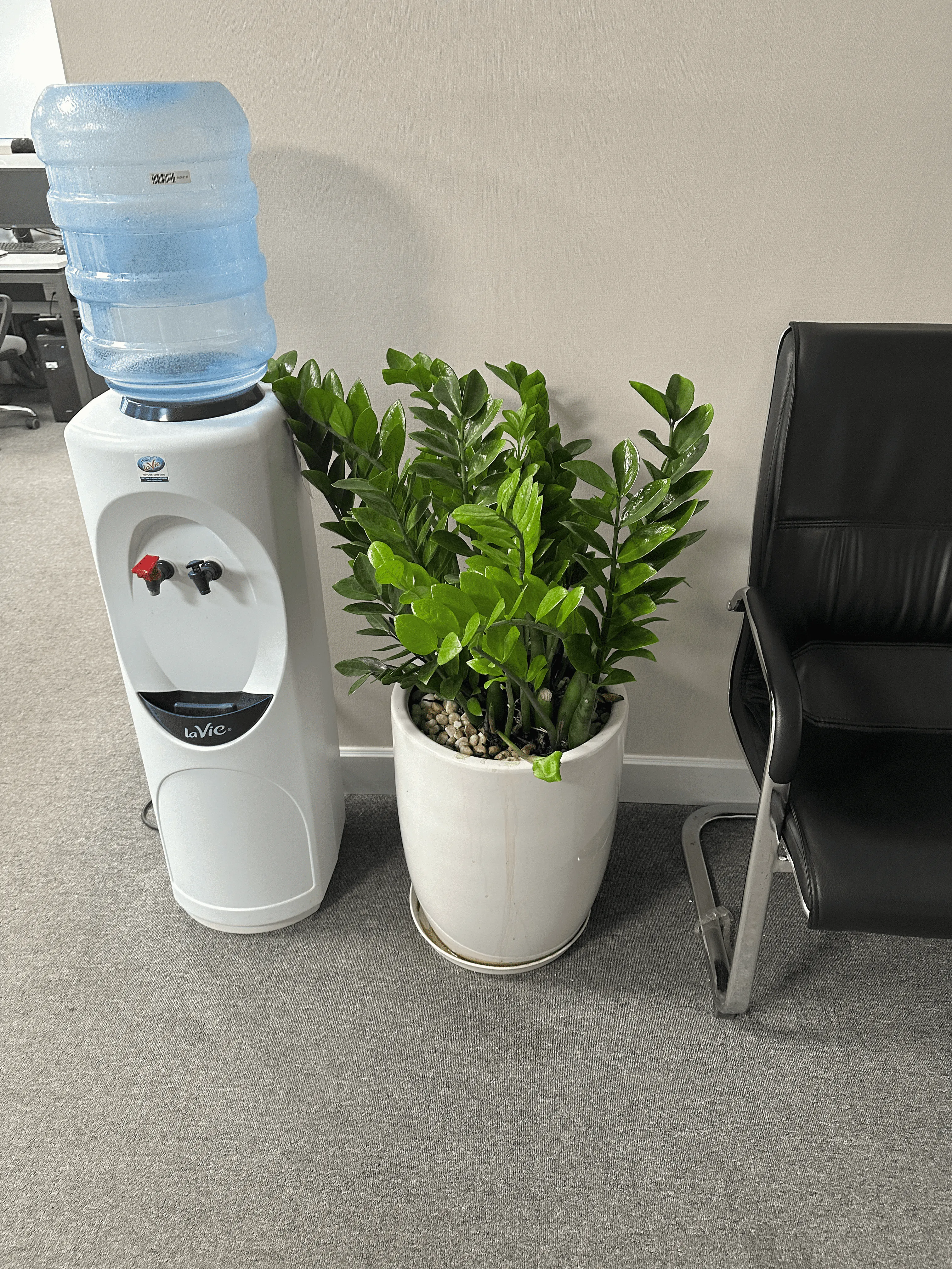 Cận cảnh phiến lá xanh bóng của cây Kim Tiền khỏe mạnh