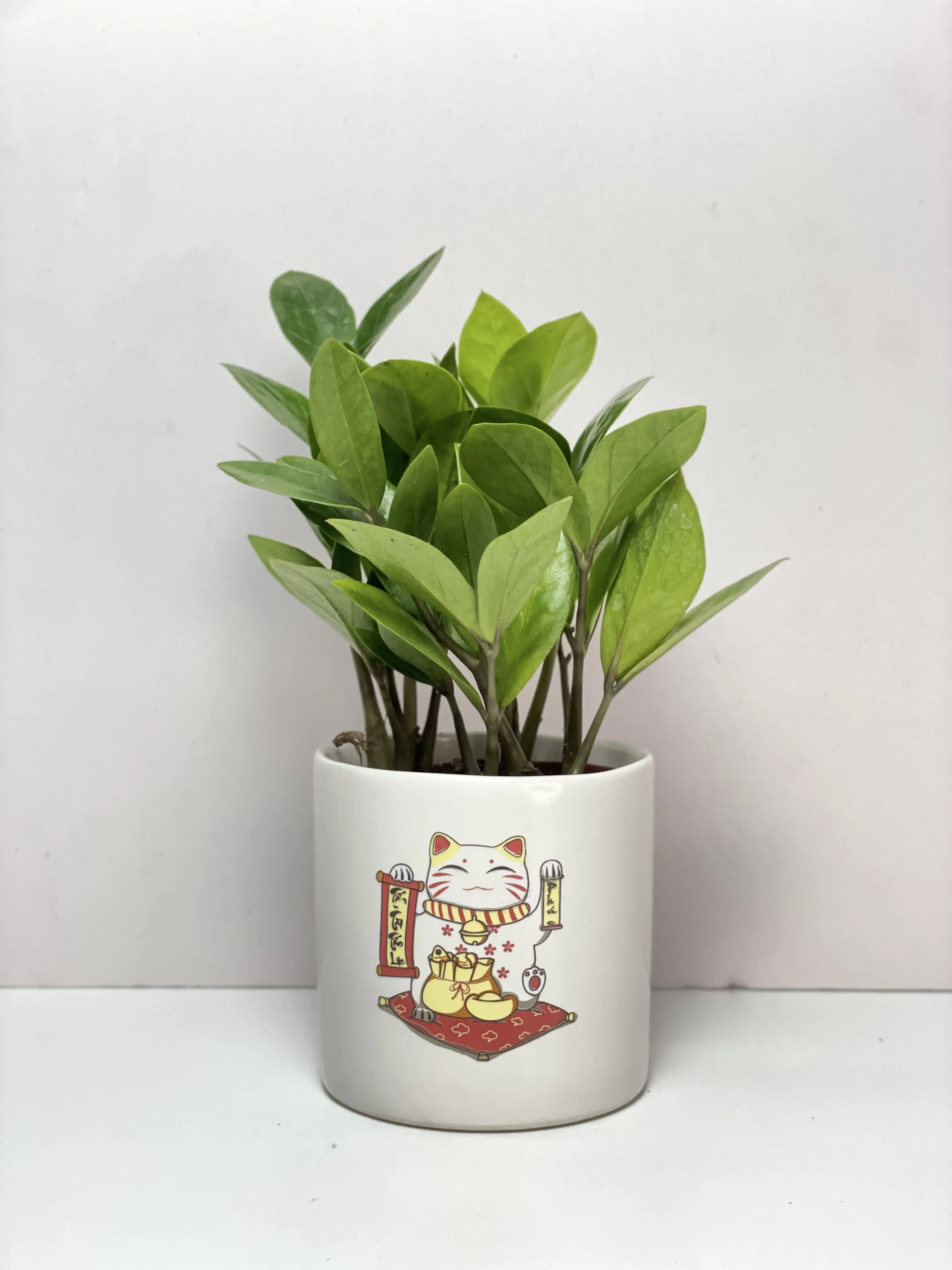 Mẫu chậu cây kim tiền để bàn nhỏ gọn xinh xắn