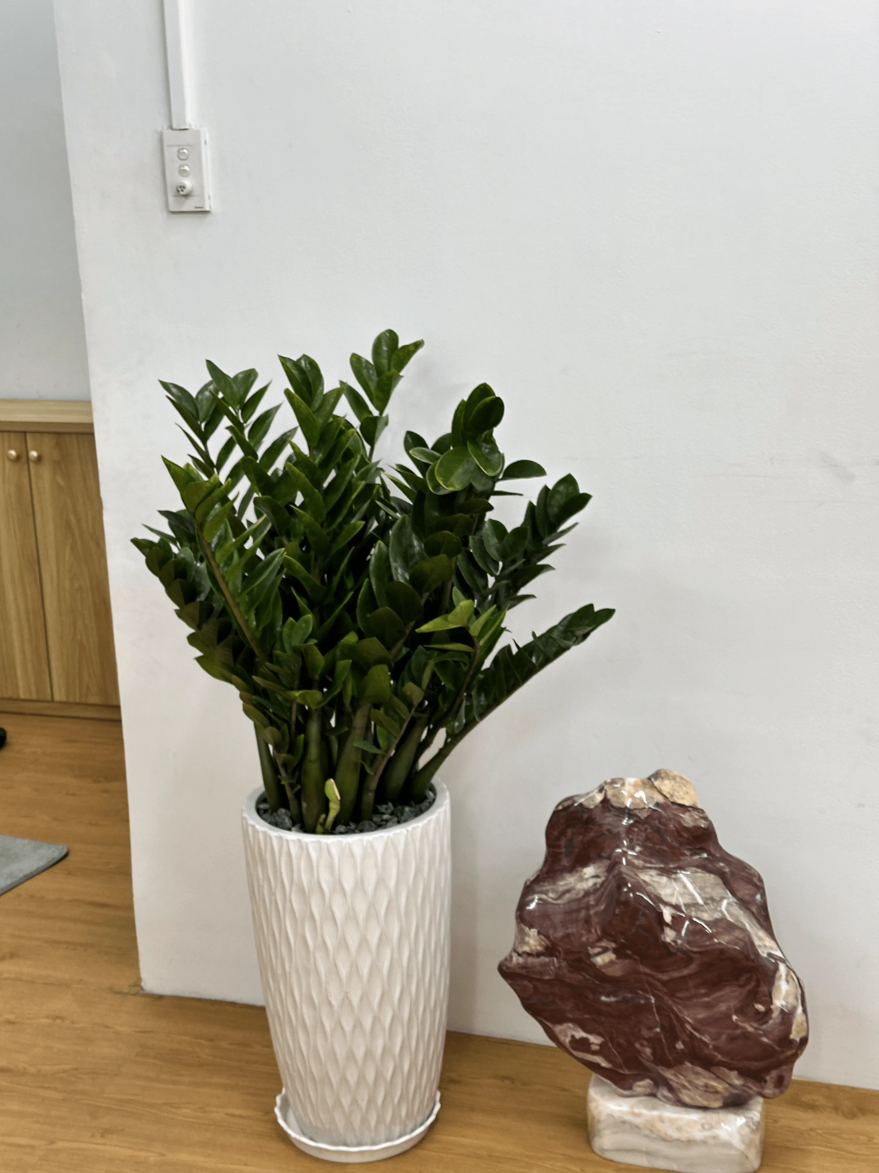 Chậu cây kim tiền đặt tại bàn làm việc văn phòng