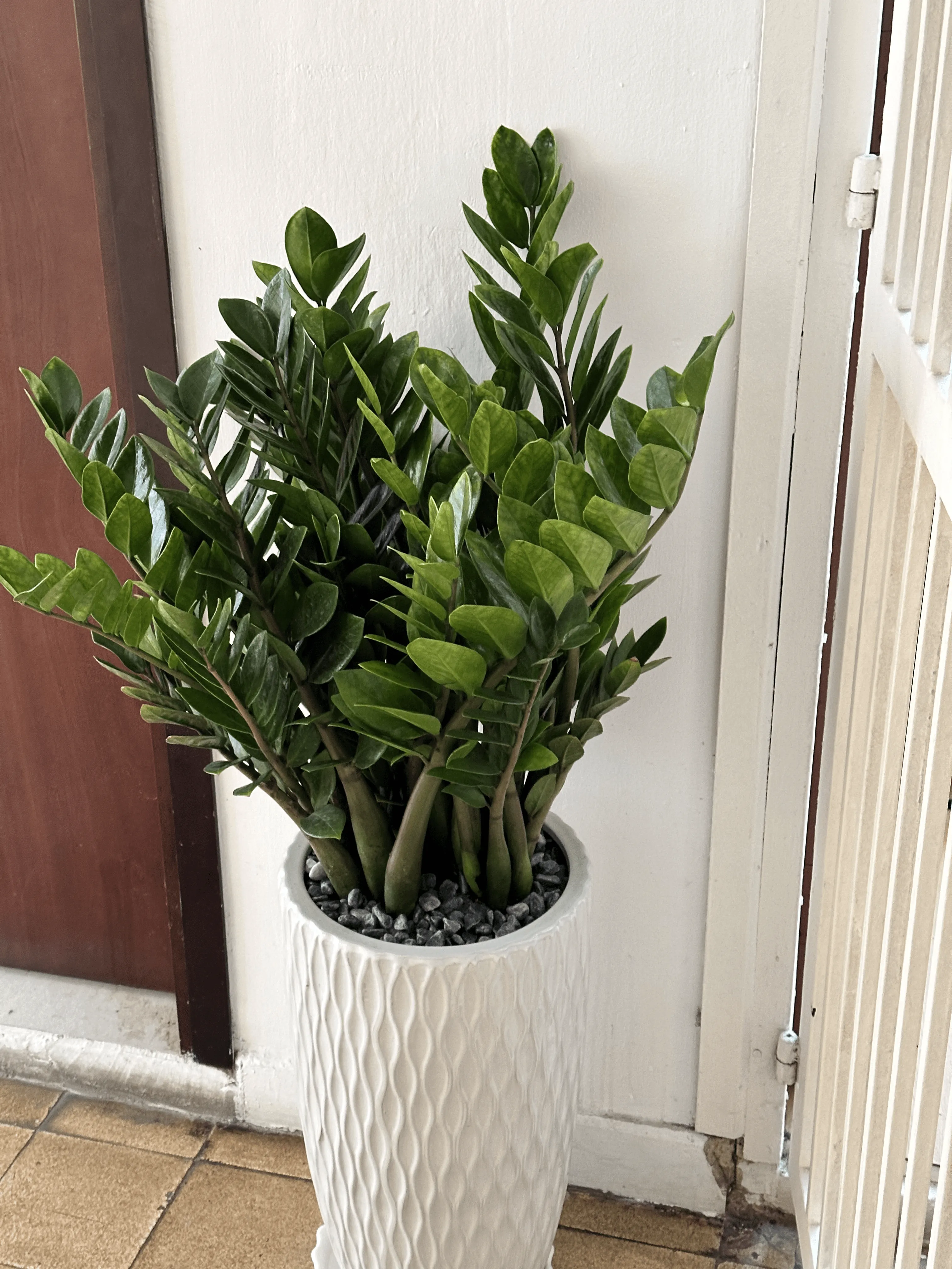 Không gian làm việc xanh với chậu cây kim tiền để bàn