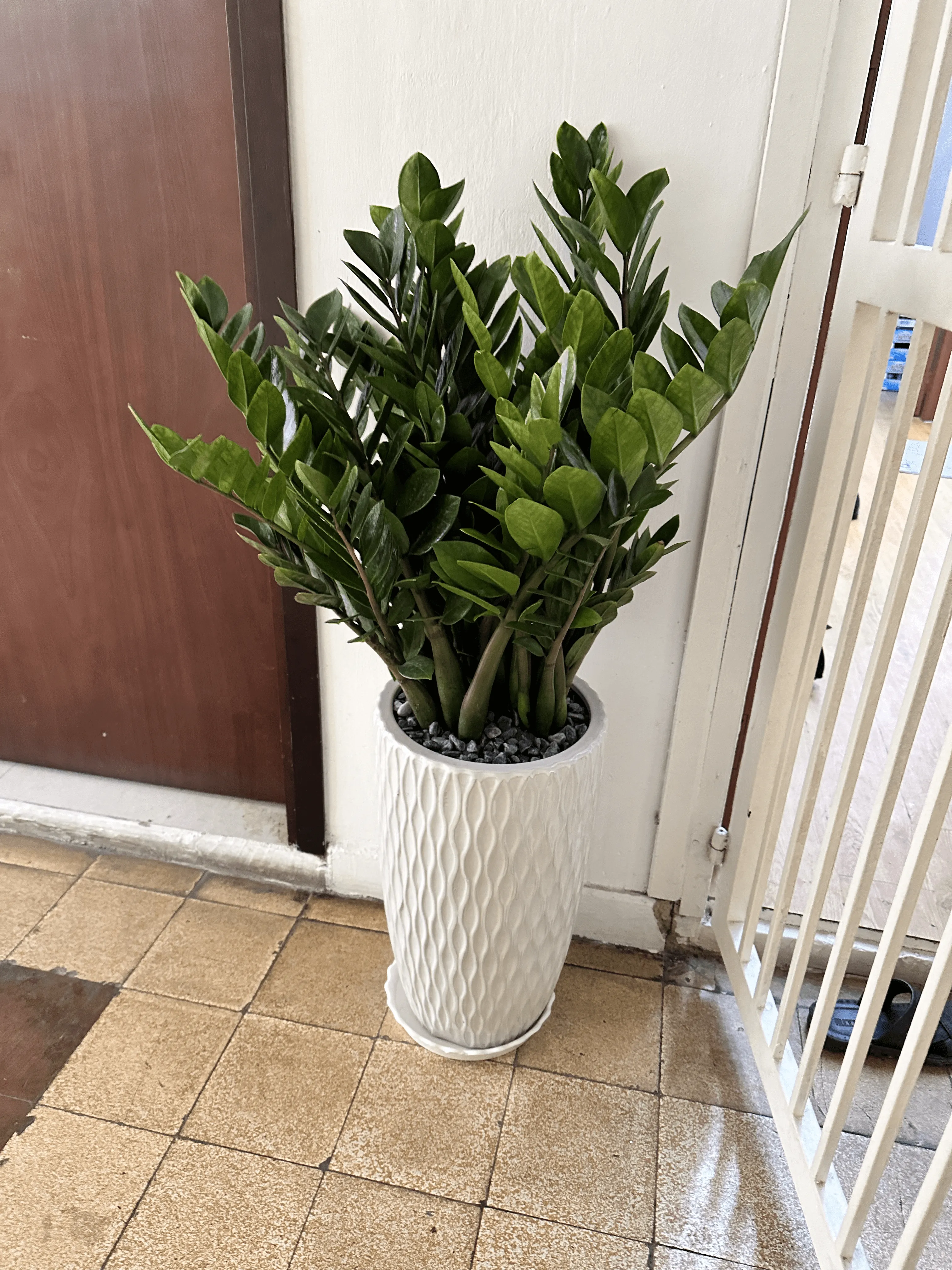 Hướng dẫn tưới nước cho cây Kim Tiền bằng bình phun sương