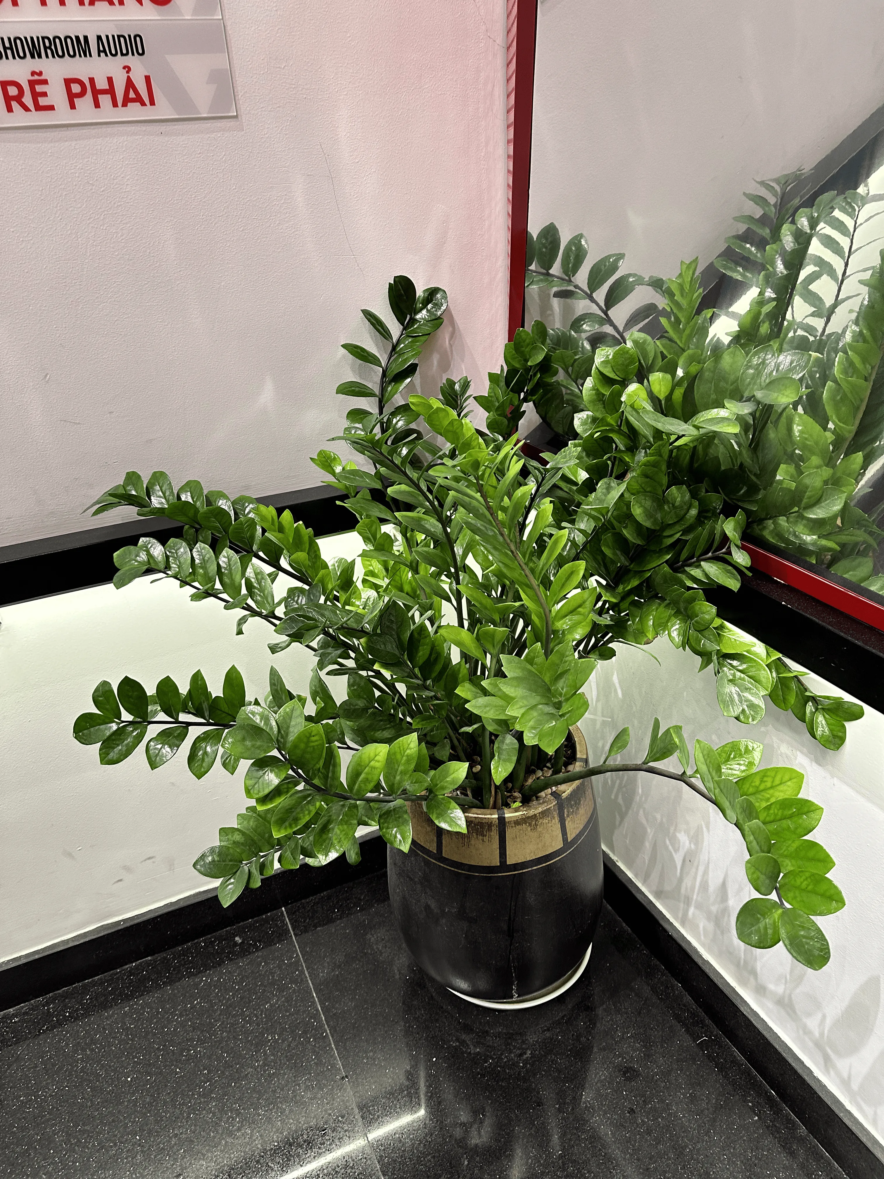 Chăm sóc cây Kim Tiền tại nhà