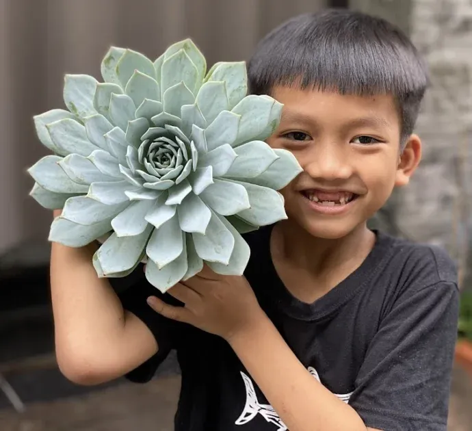 Sen đá hiếm với kích thước khổng lồ được yêu thích vì ấn tượng