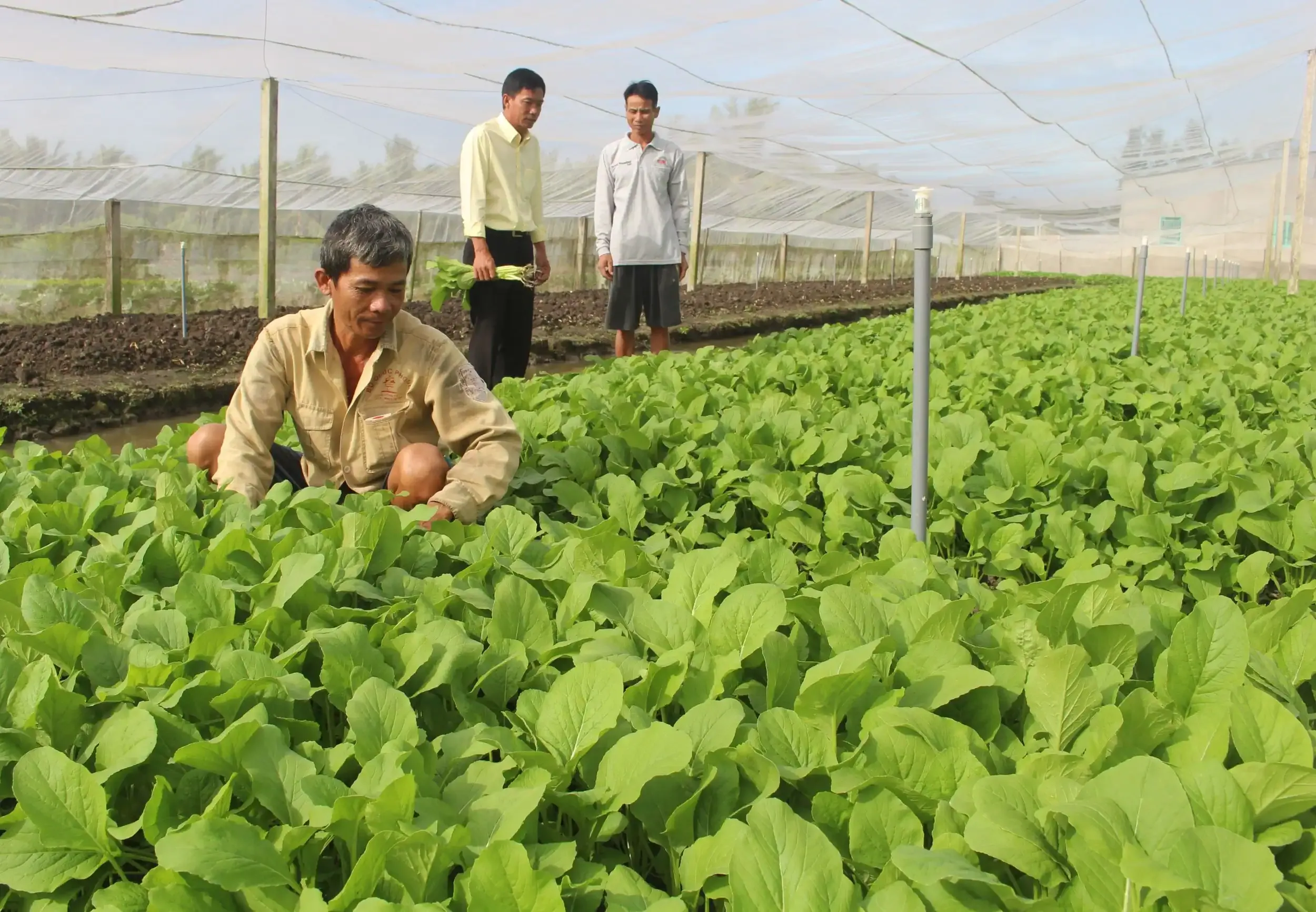 Ông Phạm Văn Lắm thu hoạch rau cải trong mô hình nhà lưới tại Cần Thơ mang lại thu nhập ổn định năm 2026.
