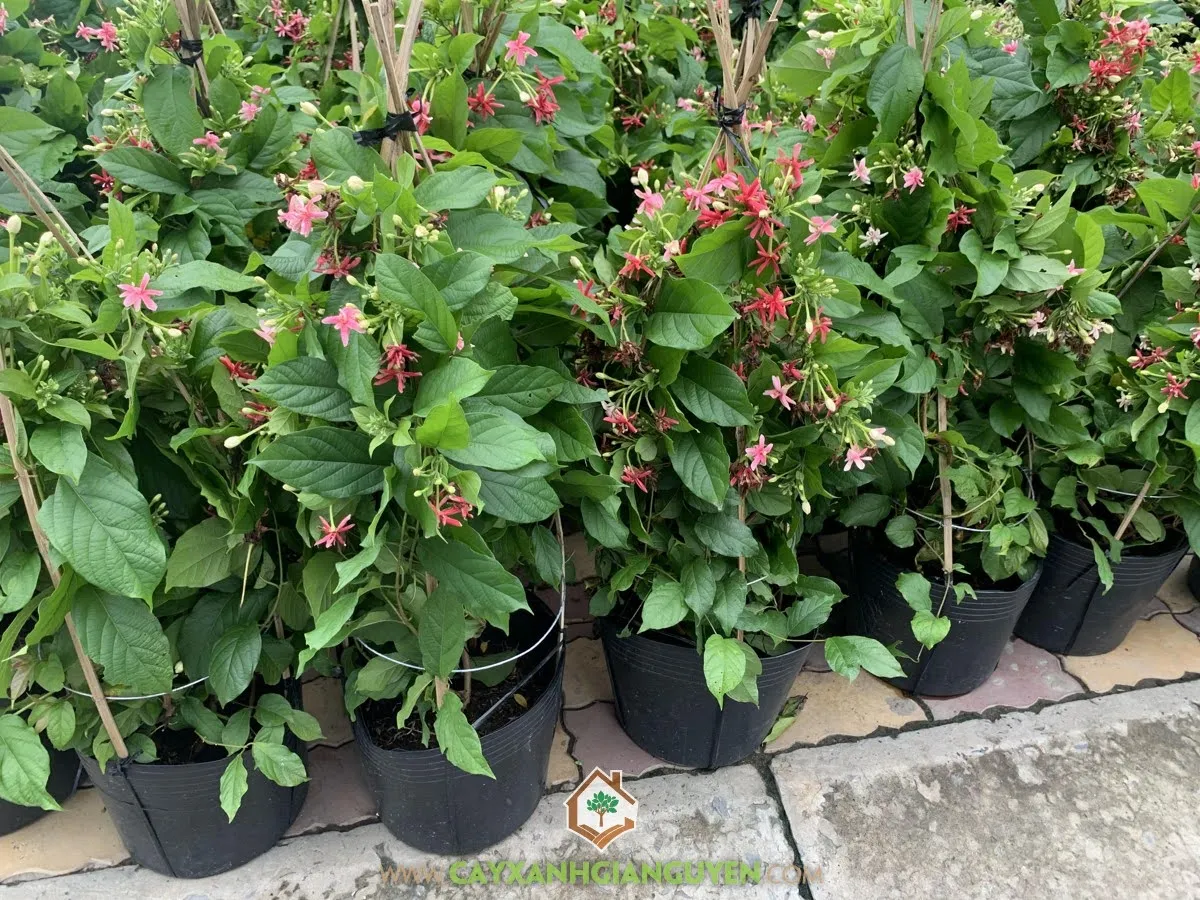 Cách ươm cây Sử Quân Tử, Cây Sử Quân Tử, Cây Trang Leo, Cây Dây Leo, Cây Xanh Gia Nguyễn