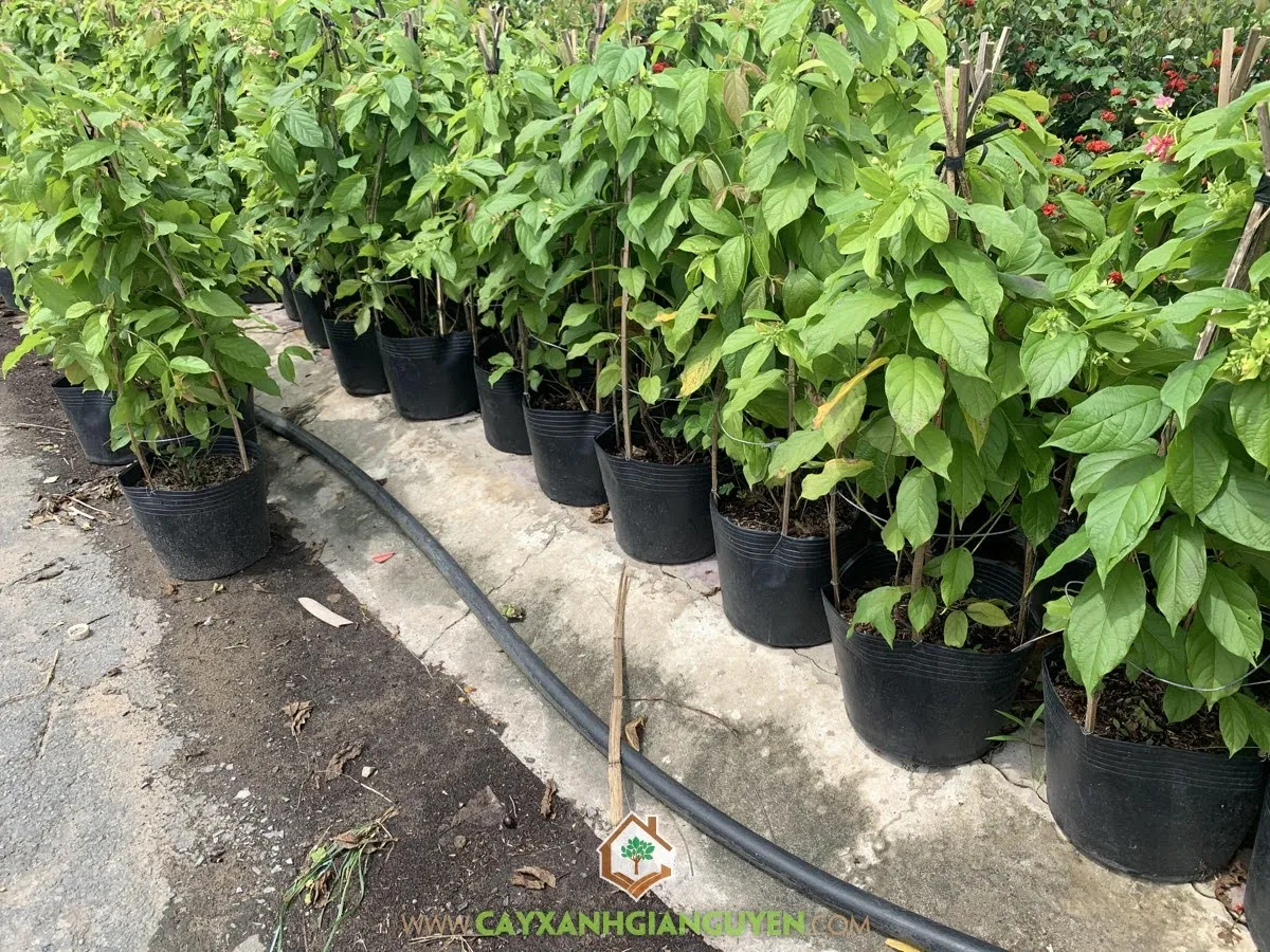 Cách ươm cây Sử Quân Tử, Cây Sử Quân Tử, Cây Trang Leo, Cây Dây Leo, Cây Xanh Gia Nguyễn