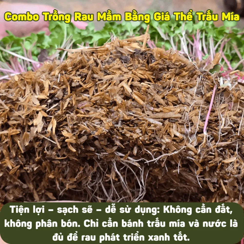 Bánh giá thể trấu mía sạch khuẩn sau khi được làm ẩm