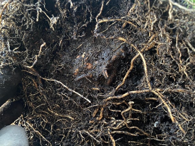 Cây Trồng Chủ Yếu Ở Đông Nam Á Là Gì? Toàn Cảnh Nông Nghiệp Nhiệt Đới