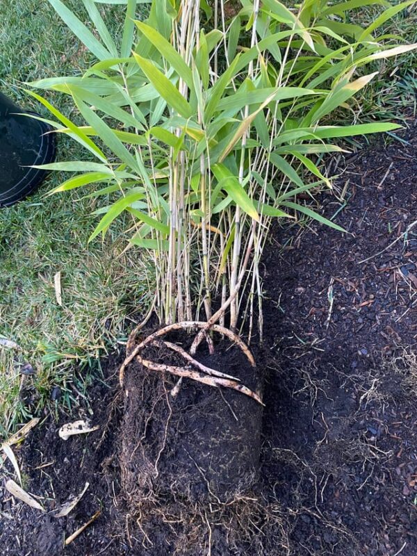 Cây Trồng Chủ Yếu Ở Đông Nam Á Là Gì? Toàn Cảnh Nông Nghiệp Nhiệt Đới