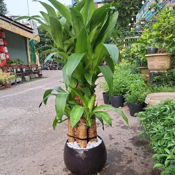 cây cảnh văn phòng