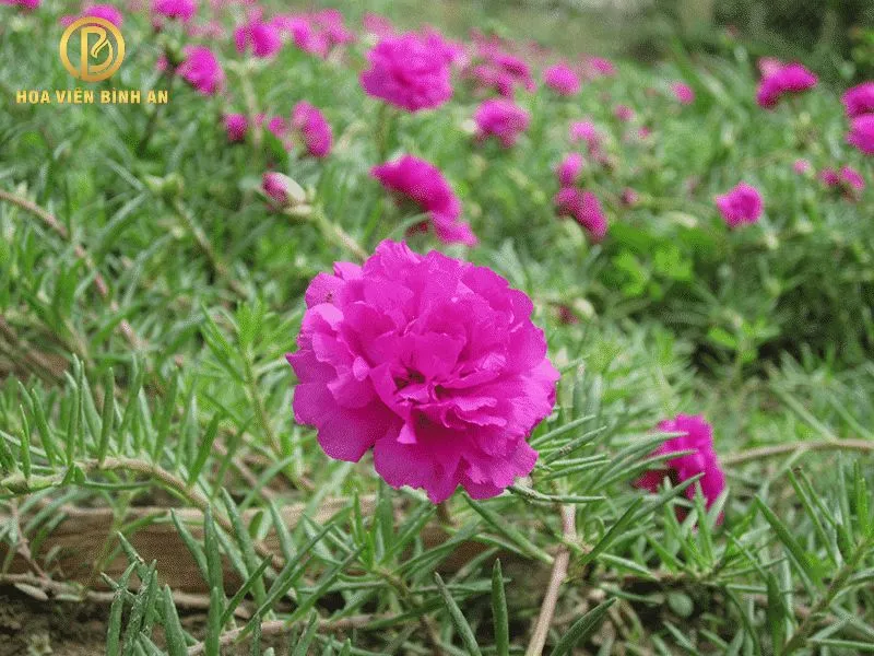 Trồng hoa mười giờ trên mộ là tốt hay xấu